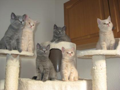 6x reinrassige BKH Kater suchen neuen Wirkungskreis
