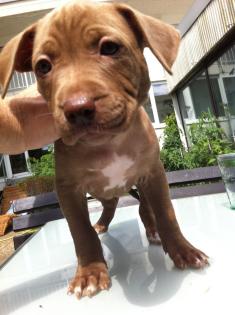 American Pitbull rednose Welpen