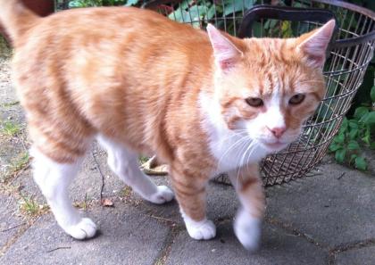 Katze/ Kater