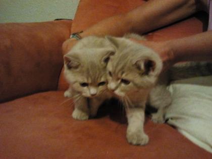 BKH Kitten 2xKater