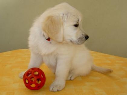 Golden Retriever Welpen mit Papieren zu verkaufen