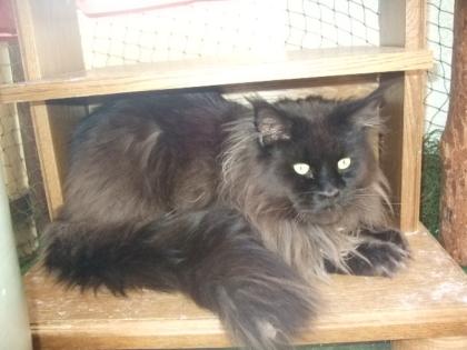 Maine Coon Kater sucht