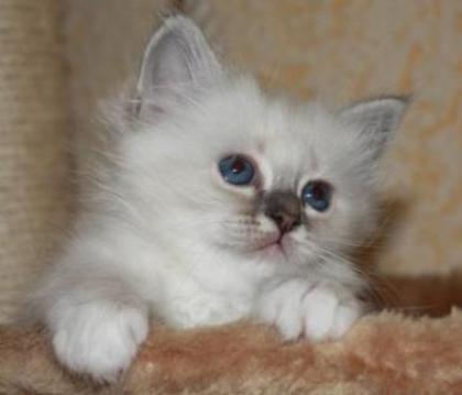 Wir haben Birmakitten aus seriöser Zucht mit Stammbaum abzugeben
