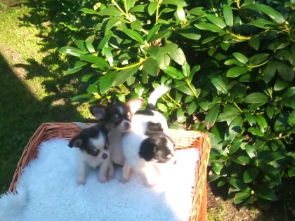 Kleine, super schöne langhaar und kurze Haare Chihuahua Stammbaum
