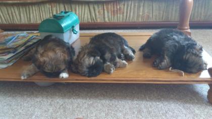 Süße Pekinesen-Shih tzu Welpen
