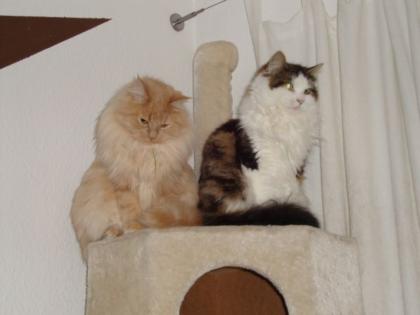 Liebevolles zu Hause gesucht