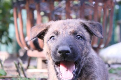 Malinois x Herder Welpen Belgischer/Holländischer Schäferhund