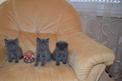 Bkh Kitten