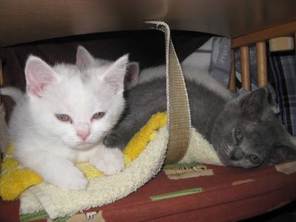 BKH-Kitten ab sofort abzugeben