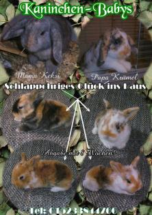 Kaninchen-Babys Zwergwidder