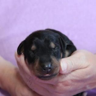 Deutsche Pinscher Welpen in schwarz/rot mit VDH / PSK Papieren.