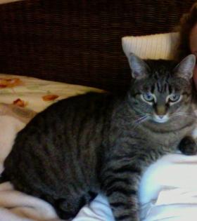Liebenswerte, verschmuste Katze sucht neues, ruhiges Zuhause
