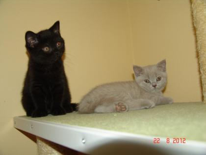 BKH Kitten in Chocolate, lilac und schwarz
