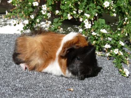 Meerschweinchen suchen neues zuhause
