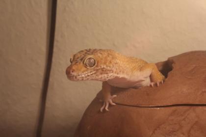 2 bildhübsche Leopardgeckoweibchen auch einzeln abzugeben