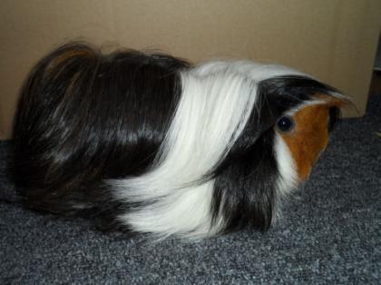 Meerschweinchen Mädel
