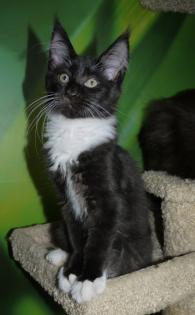 2 XXL Kitten 12 Wochen mit Stammbaum suchen ein neues zu Hause
