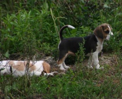 Wunderschöne Beaglewelpen o. P in gute Hände abzugeben