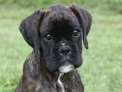 Süße Boxerwelpen suchen ein neues Zuhause