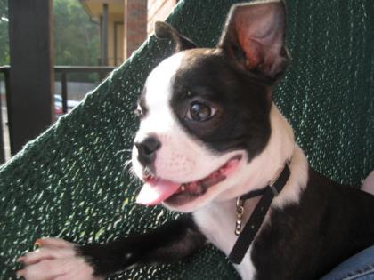 Wunderschöner Boston Terrier Rüde mit FCI-Papieren