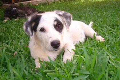 Yumi Jack-Russel-Dackelmix sucht ein Zuhause z. Z. in der Türkei