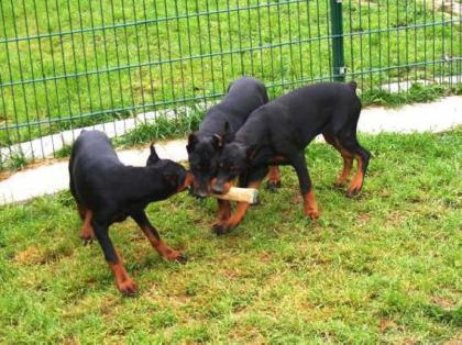 Dobermann Welpen zur Annahme