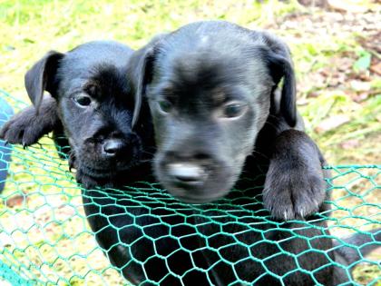 Patterdale Terrier Welpen