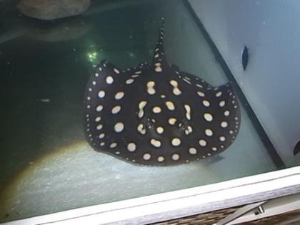 Verkaufe NZ -Paar Potamotrygon leopoldi