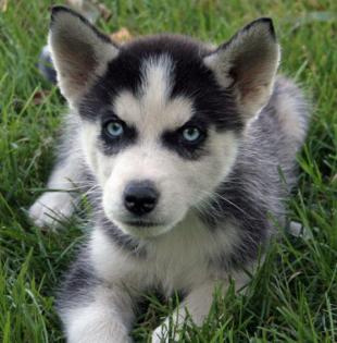 Reinrassige Siberian Husky Welpen