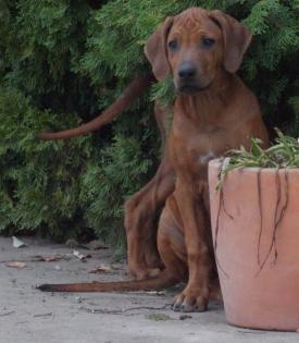 Rhodesian Ridgeback Welpen aus TOP Verpaarung