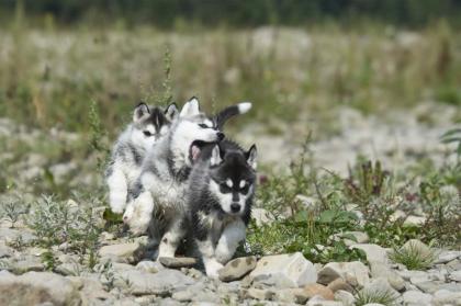 Siberian Husky welpen in liebe Hände abzugeben