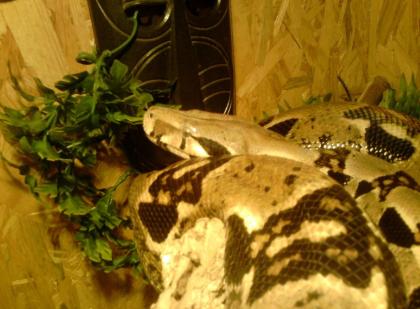 BOA C-Constrictor zum verkauf