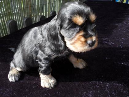 Reinrassige Engl. Cocker Spaniel