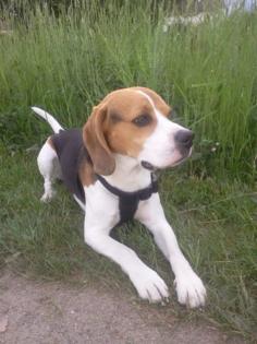 Biete sehr hübschen Beagle-Rüden zum DECKEN an