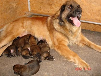 Leonberger Welpen von International Champion Eltern