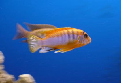 Labidochromis sp. Hongi red selection
