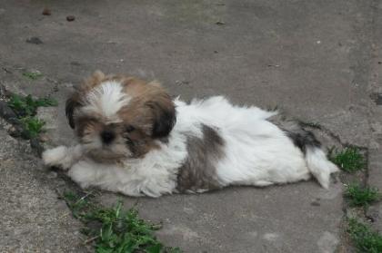 Shih Tzu Welpen