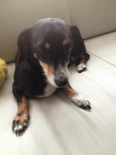 Pinscher Dame