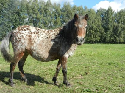 Deutsches Part bret Shetlandpony Stute 12 J.