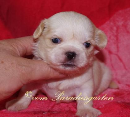 Reinrassige Shih tzu Welpen suchen nette Hundeeltern
