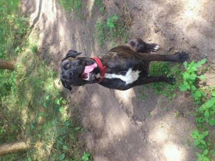 DRINGEND NEUES ZUHAUSE FÜR BOXER-DOGGEN MIX HÜNDIN GESUCHT