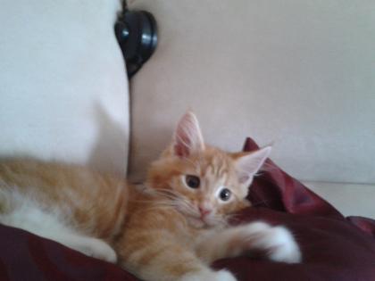 Maine coon kobolde