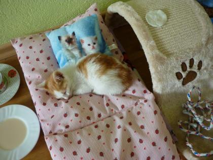 Einsehr ruhiger 2 monate junger kater sucht liebevolles zu hause