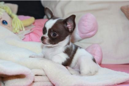 Zauberhafte Chihuahua Schoko Fleckenzwerge suchen ein zu Hause