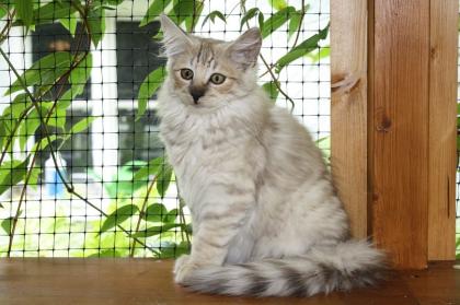 Norwegische Waldkatzenkinder