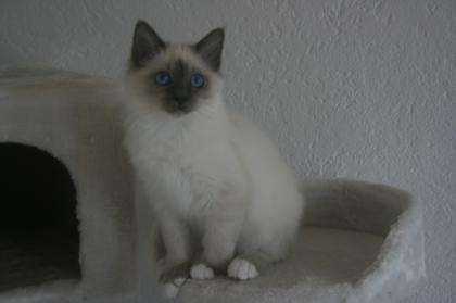Heilige Birma Bube