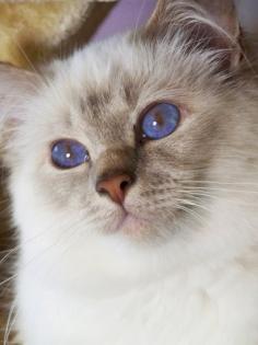 Heilige Birma Deckkater
