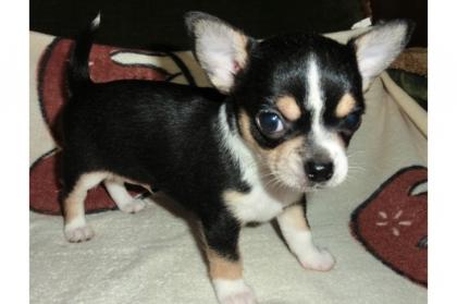 Wunderschöne chihuahua Welpen mit Papieren VDH/FCI
