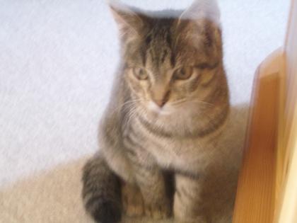Hauskatzen abzugeben