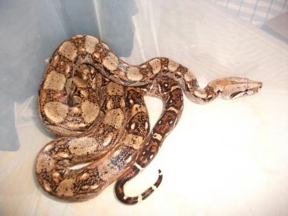 Boa Constrictor Imperator Hog Island incl. Glas-Terrarium120x60x60 abzugeben